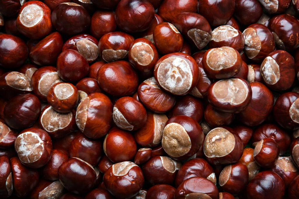 An analysis into the opportunity for the commercial expansion of chestnut production in New Zealand.