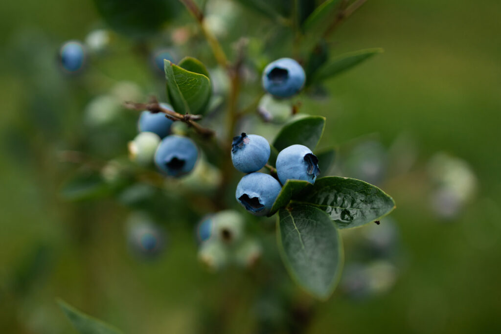 Blossoming Blueberries? An analysis into the opportunity for the commercial expansion of blueberry production in New Zealand.