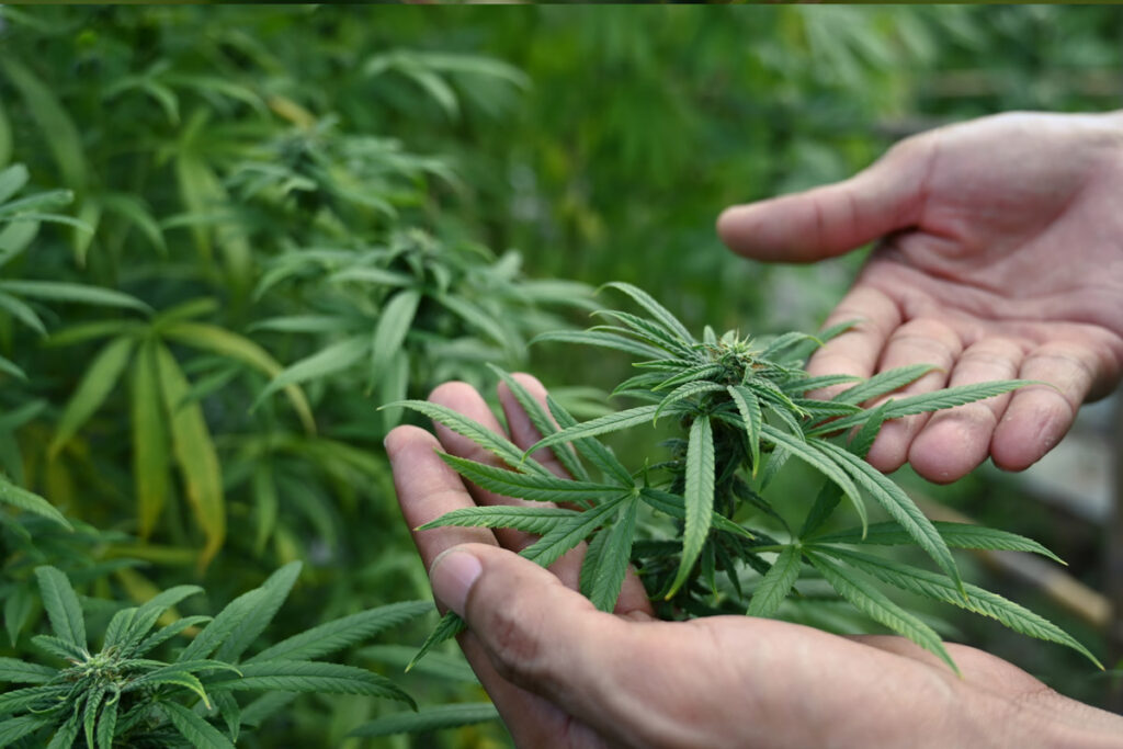 Potentially Hemp. An analysis into the opportunity for the commercial expansion of hemp production in New Zealand.