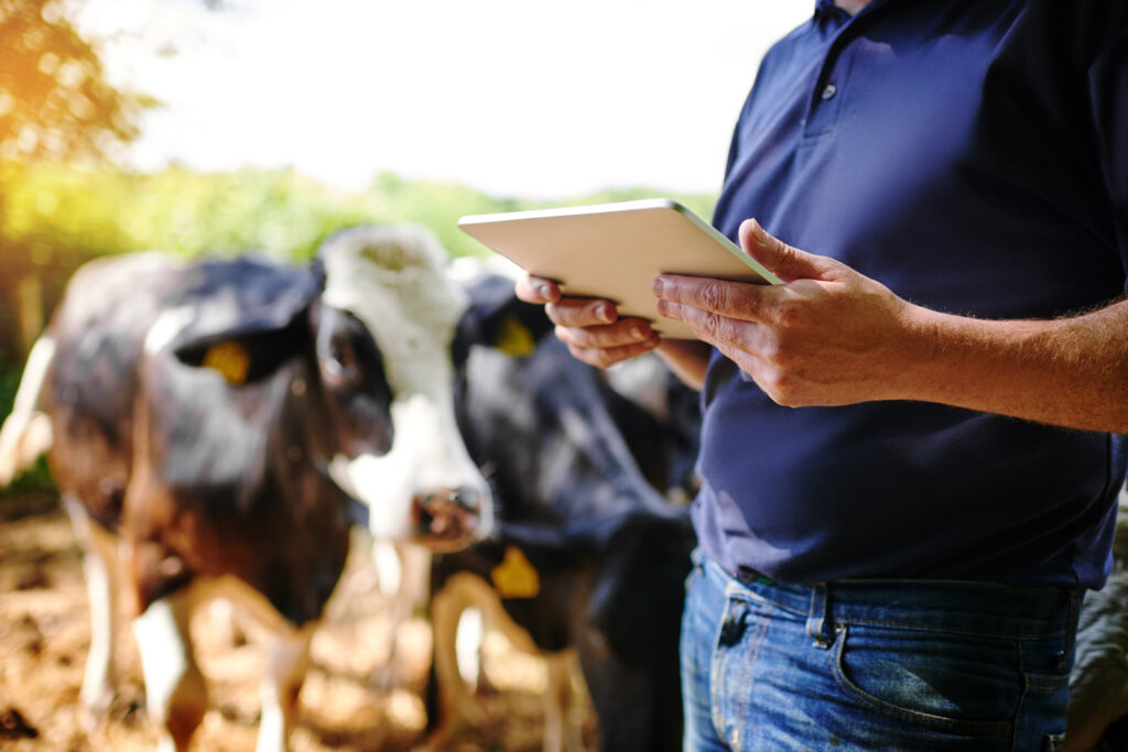 Weighing up the true value of technology on farm - Virtual fencing