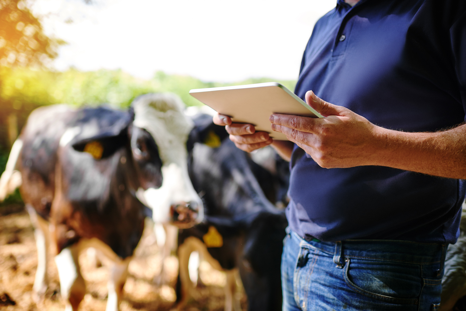 Weighing up the true value of technology on farm - Virtual fencing