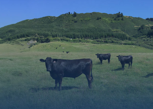 The Future Farm Systems Research Programme White Paper The Path To 2050